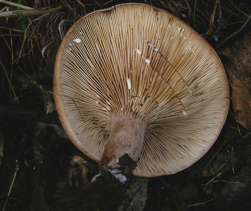 Conferma per Lactarius quietus.